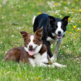 Border Collies from Suzanne's Border Collies