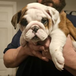 Bulldog Puppies from Magill's Bulldogs