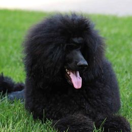 Paris - Poodle