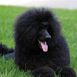Paris - Poodle