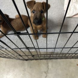 Green - Red male Irish Terrier puppy in Woodland, California from Morrigan Irish Terriers