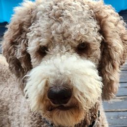 Harvey - Poodle