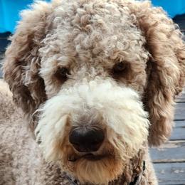 Harvey - Poodle