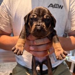 Cinnamon - Black female Catahoula Leopard Dog puppy in Danielsville, Georgia from Sheepcote Farm Catahoula’s