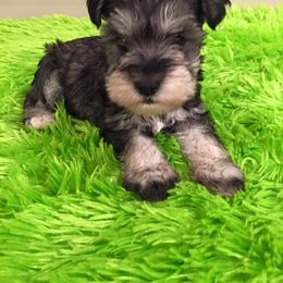 Miniature Schnauzer Puppies from D’Elegant Paws