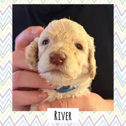 River - White male Poodle puppy in Surprise, Arizona from Oh Doodles Doodlery