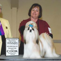 Trevi - Shih Tzu