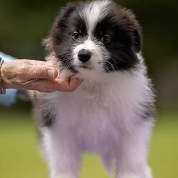 Aubrey - Black and white female Border Collie puppy in New Market, Alabama from Kensington Border Collies
