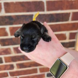 Kestrel - Salt and pepper male Miniature Schnauzer puppy in Piedmont, Oklahoma from J&K's Miniature Schnauzers