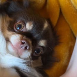 Balu - Chihuahua