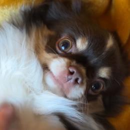 Balu - Chihuahua