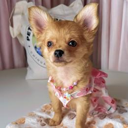 Chihuahua Puppies from Petite Pups LLC