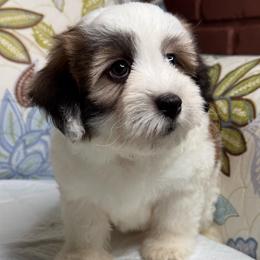 Andy - Parti male Maltipoo puppy in Bakersfield, California from Silvia's Maltipoos