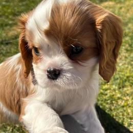 Puzzle - Blenheim male Cavalier King Charles Spaniel puppy in Tooele, Utah from Ikkes Cavaliers MRI cavaliers in Utah