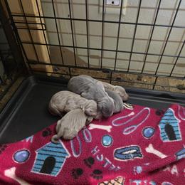 SBLM1 - Blue and tan male Miniature Pinscher puppy in Middle Point, Ohio from Knisely's Min Pins-AKC