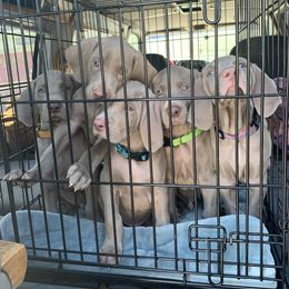 Weimaraner Puppies from Jennifer Anne's Weimaraners