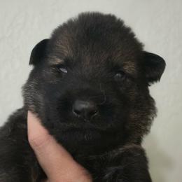 Dark blue collar - Sable male German Shepherd puppy in Oscoda, Michigan from Sstar