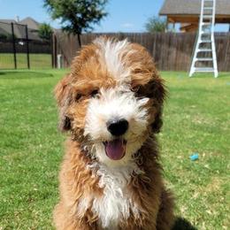 Assorted Doodle Crosses, Bernedoodle, and Goldendoodle All Grown Up from Texas Doodle Dandies