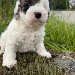 Justice - Parti female Goldendoodle puppy in Cherry Tree, Pennsylvania from Plum Creek Acres Next Generation