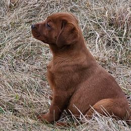 English Fox Red Dark Labrador Retriever (Breeders Choice) - Yellow female Labrador Retriever puppy in Dalton, Pennsylvania from Whiteduck Mountain Kennel AKC Australian Cattle Dogs and AKC Fox Red Labrador Retrievers