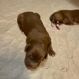 Girl 1 - Red  female Goldendoodle puppy in Ozark, Missouri from Halo Doodles