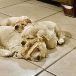 Cocker Spaniel Puppies from Carino's Cocker Kennel