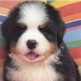 Bernese Mountain Dogs from Winterfell Bernese Mountain Dogs