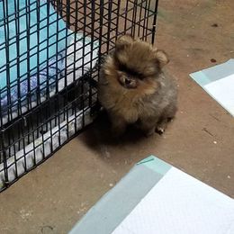 Pomeranian Puppies from Dreamweaver Poms