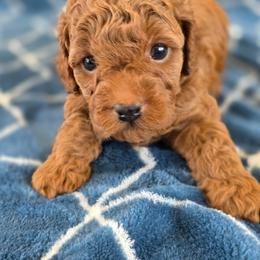 Boy 3 - Red male Maltipoo puppy in Granada Hills, California from Sheryls Puppies