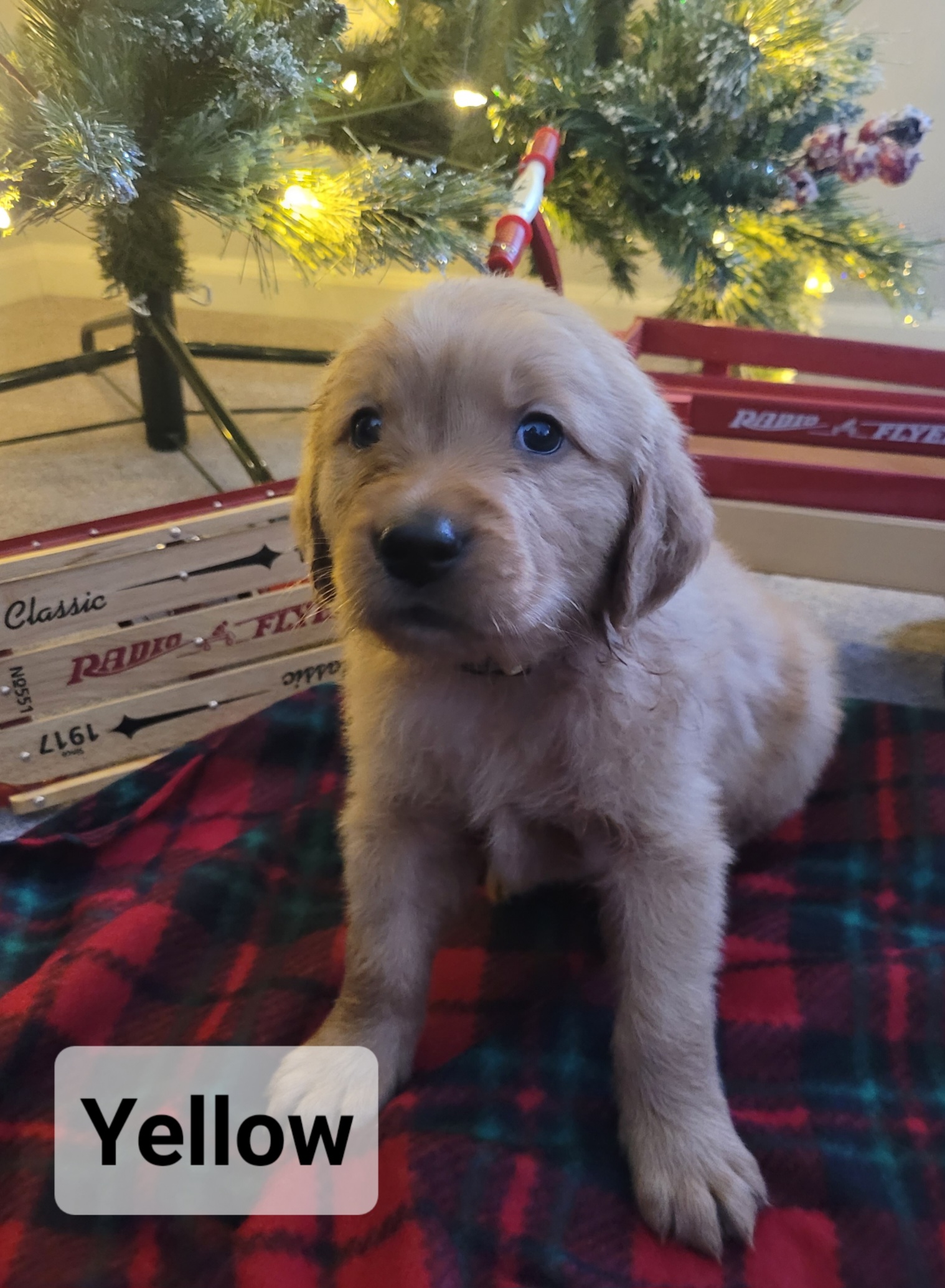 Golden Retriever Puppies from Catherine's Goldens