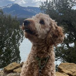 Mia - Goldendoodle