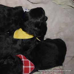 German Shepherd Puppies from Import German Shepherds of Kansas