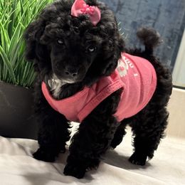 Bella - Black female Poodle puppy in Ocoee, Florida from Puppie Poos 4 U