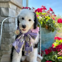 Lamb Chop - Black and white female Sheepadoodle puppy in Adams, Nebraska from Boxcar Doodles and Poodles