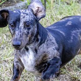 Dachshunds from Love A Dachshund