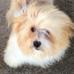 Rudy - Havanese