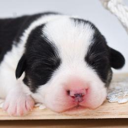 Panda - Black and tan male Pembroke Welsh Corgi puppy in San Antonio, Texas from Moxxi's Legacy Corgis