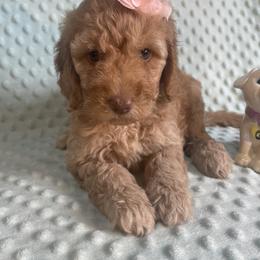 Goldendoodle Puppies from Aimee Schamback