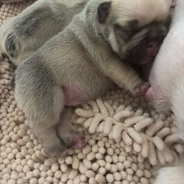 Myrrhy - Fawn male French Bulldog puppy in Cave Junction, Oregon from Oregon Frenchie Paradise