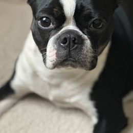 Kasino - Boston Terrier