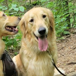 Charlie - Golden Retriever