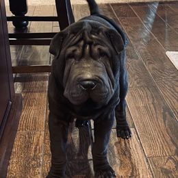 Chinese Shar-Pei from Cassandra's Chinese Shar-Pei
