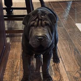 Chinese Shar-Pei from Cassandra's Chinese Shar-Pei