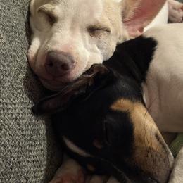 Rat Terrier All Grown Up from Pets Are Priceless Ratties