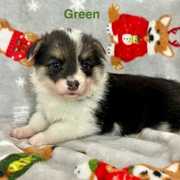 GREEN Girl - Black and tan female Pembroke Welsh Corgi puppy in Acampo, California from Rees Corgis