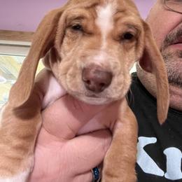 Dachshund Puppies from Witchy Woman’s Wiener’s