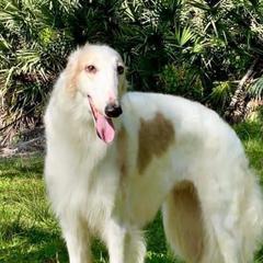 Indra - Borzoi