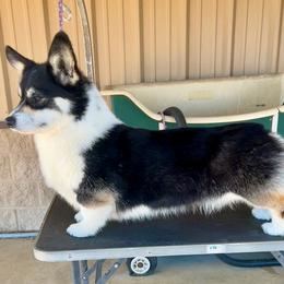 LuLu - Black and tan female Pembroke Welsh Corgi puppy in Collinsville, Texas from Kalypso Corgis