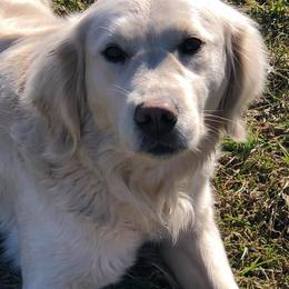 Golden Retriever and Havanese All Grown Up from Starrdust Goldens