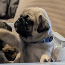 Pugs from Maritza's Pugs